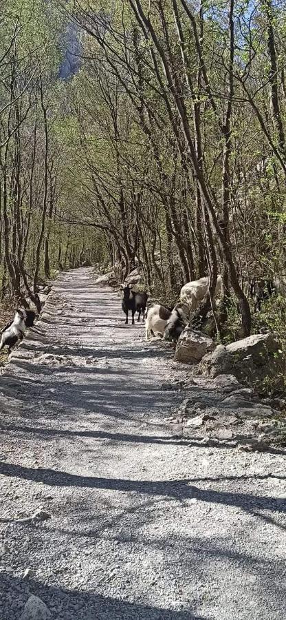 Villa Zora, Starigrad Paklenica, セリネ エクステリア 写真